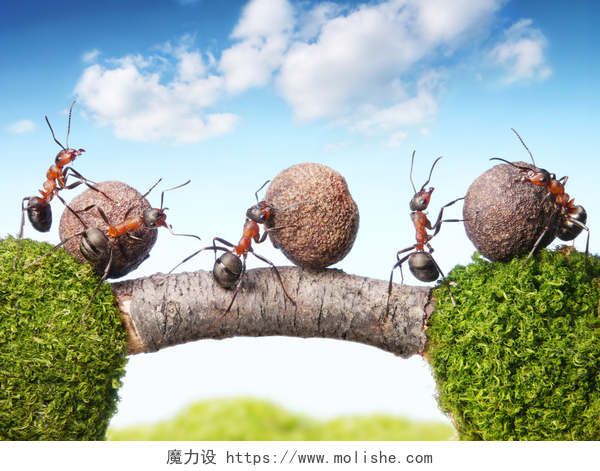 蚂蚁搬运种子过树枝桥蚂蚁辗压石头上桥，团队合作的团队